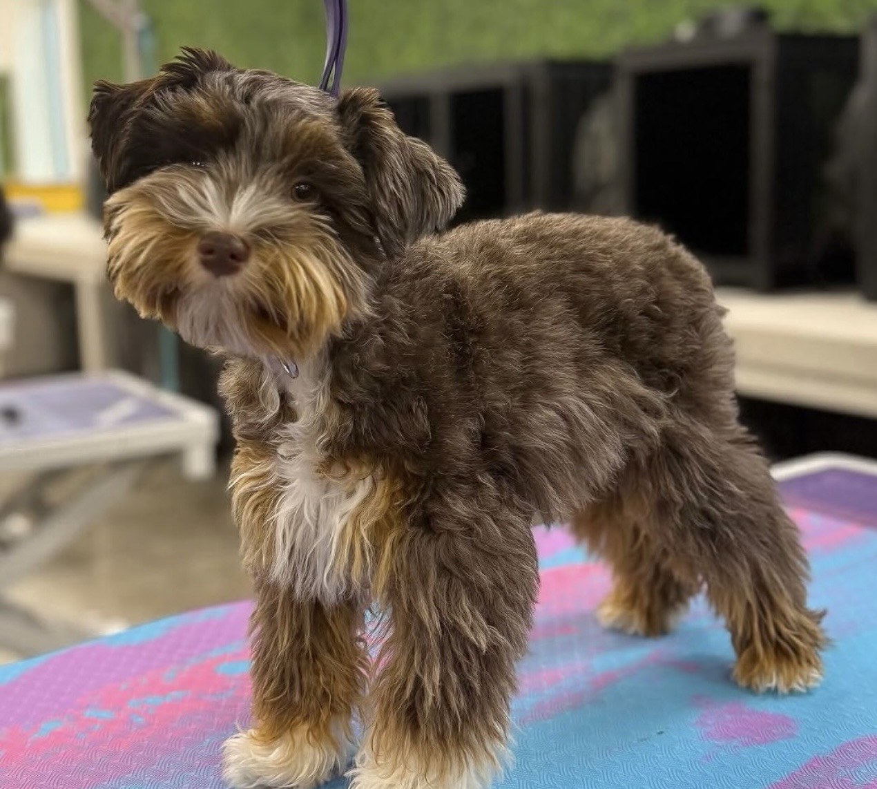 Freshly groomed brown terrier on a grooming table