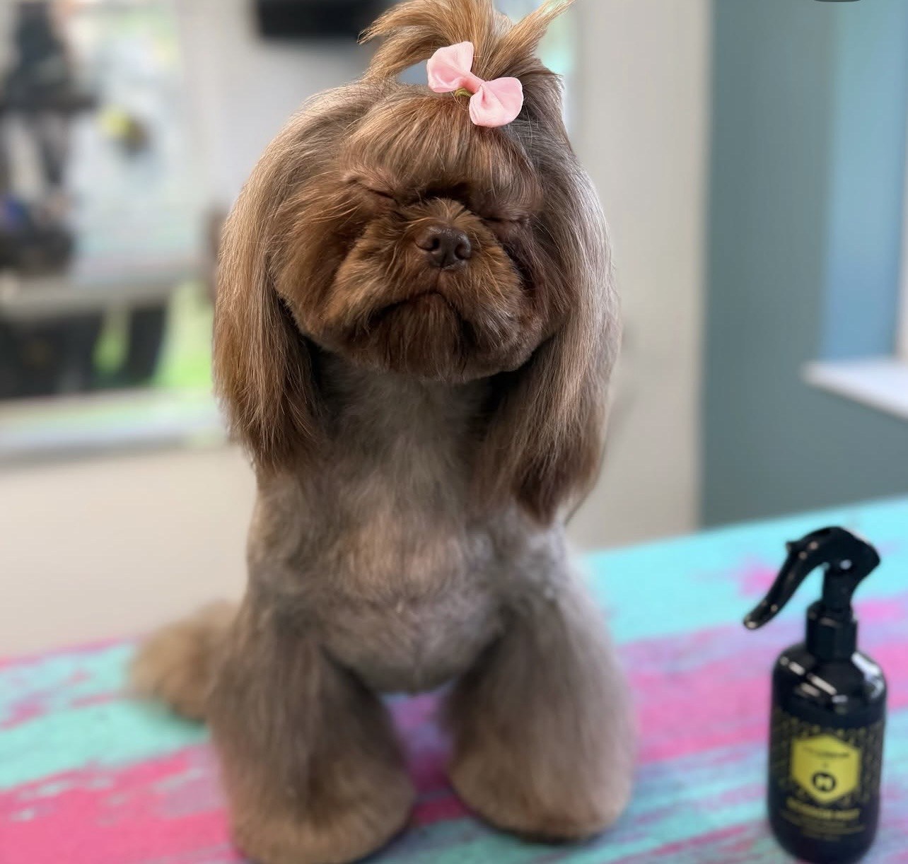 Shih-tzu with a pink bow on a grooming table