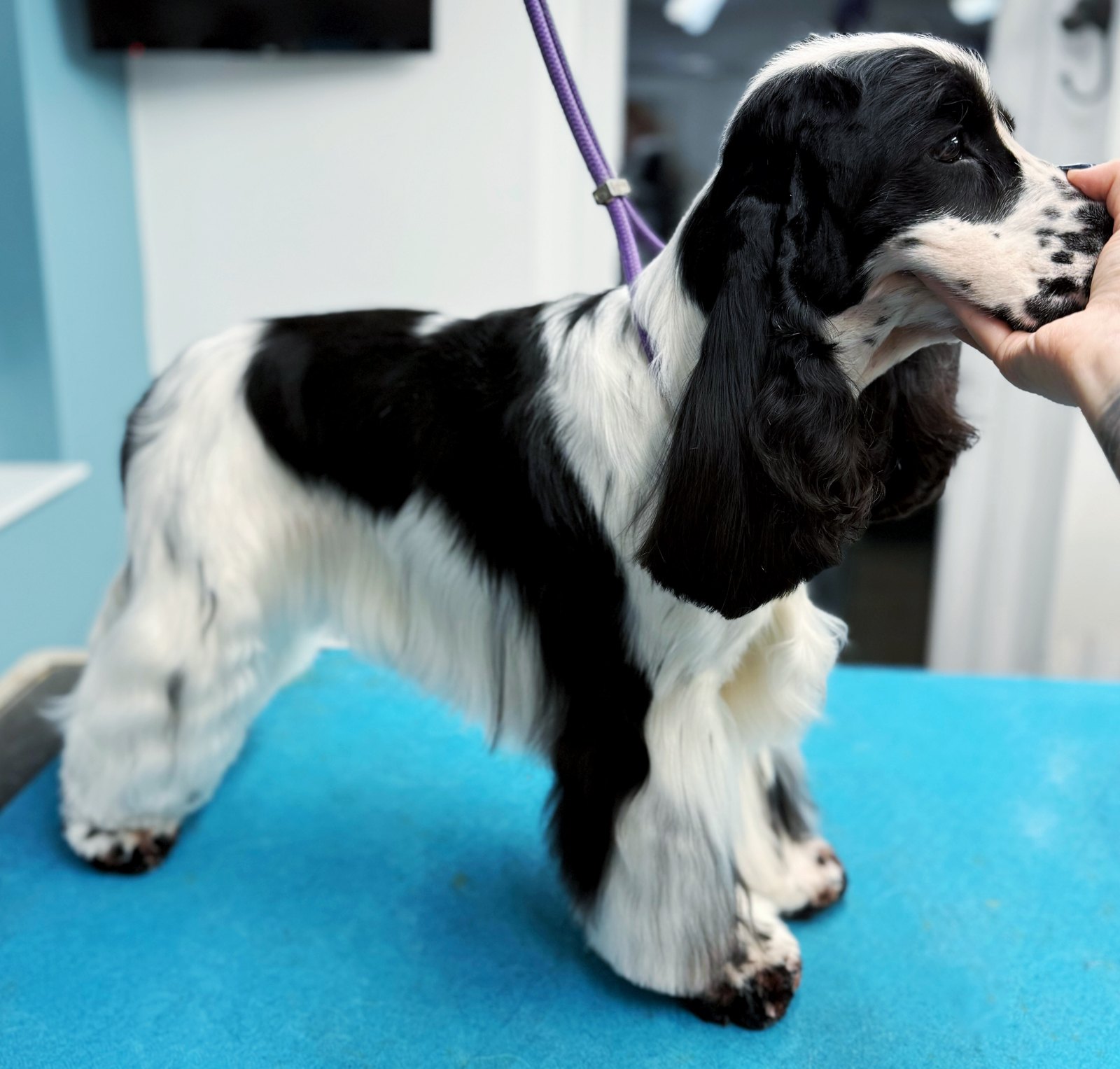 A mobile dog groomer lifting a terrier into a fully fitted grooming van